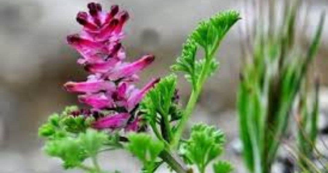 تصویر 1 از گیاه شاه تره اعلا صادراتی
