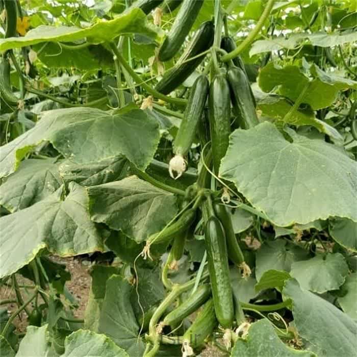 تصویر 2 از قیمت بذر خیار سبا + خرید ارزان و بدون واسطه