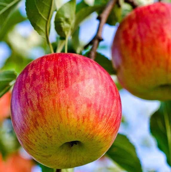 تصویر 3 از خرید سیب گالا قرمز فوجی با کیفیت اعلا + فروش عمده