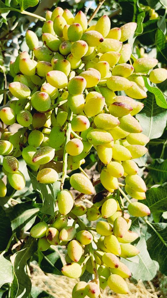 تصویر 4 از قیمت خرید و فروش پسته اکبری با شرایط عالی