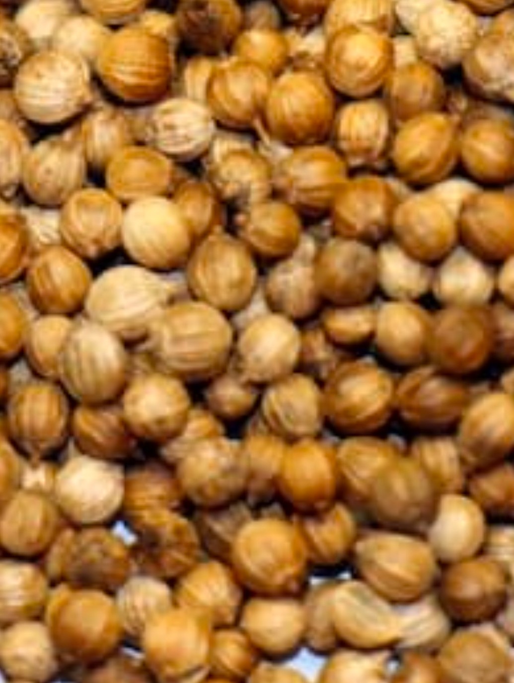 فروش تخم گشنیز زرین کنگاور