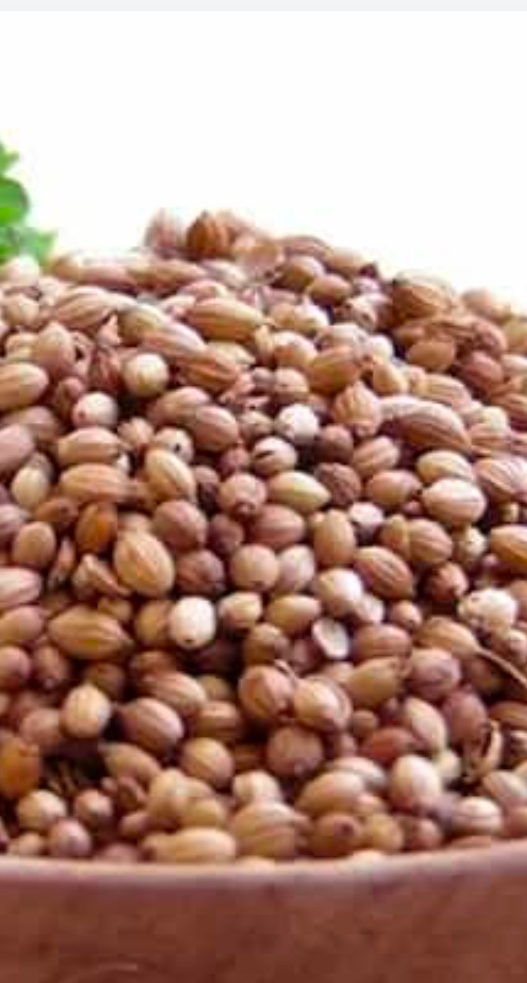تصویر 2 از فروش تخم گشنیز زرین کنگاور