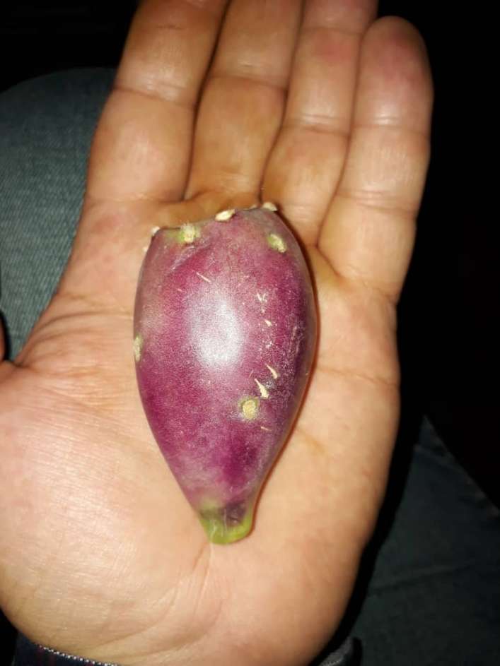 تصویر 3 از خرید میوه کاکتوس قرمز صادراتی + بسته بندی طبق سفارش