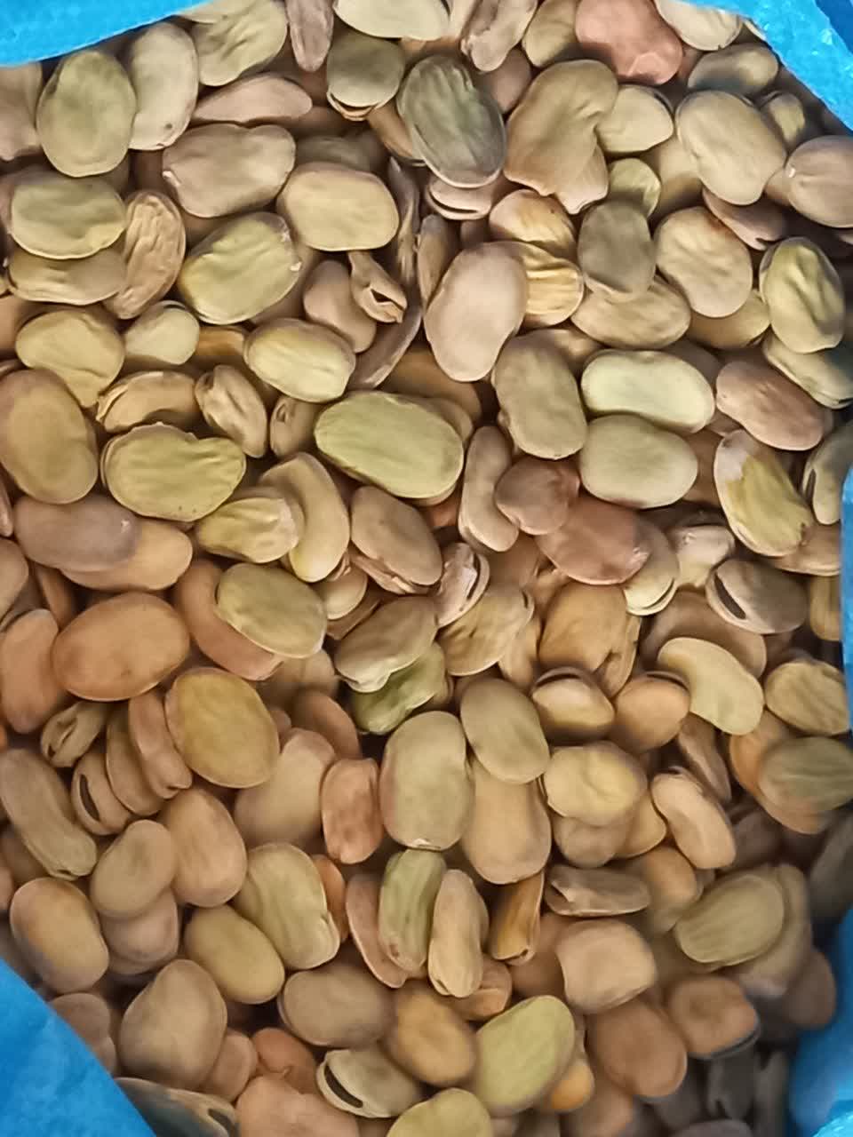 تصویر 1 از باقلا خشک بهشهر خرید