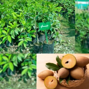فروش نهال چیکو بلوچستان