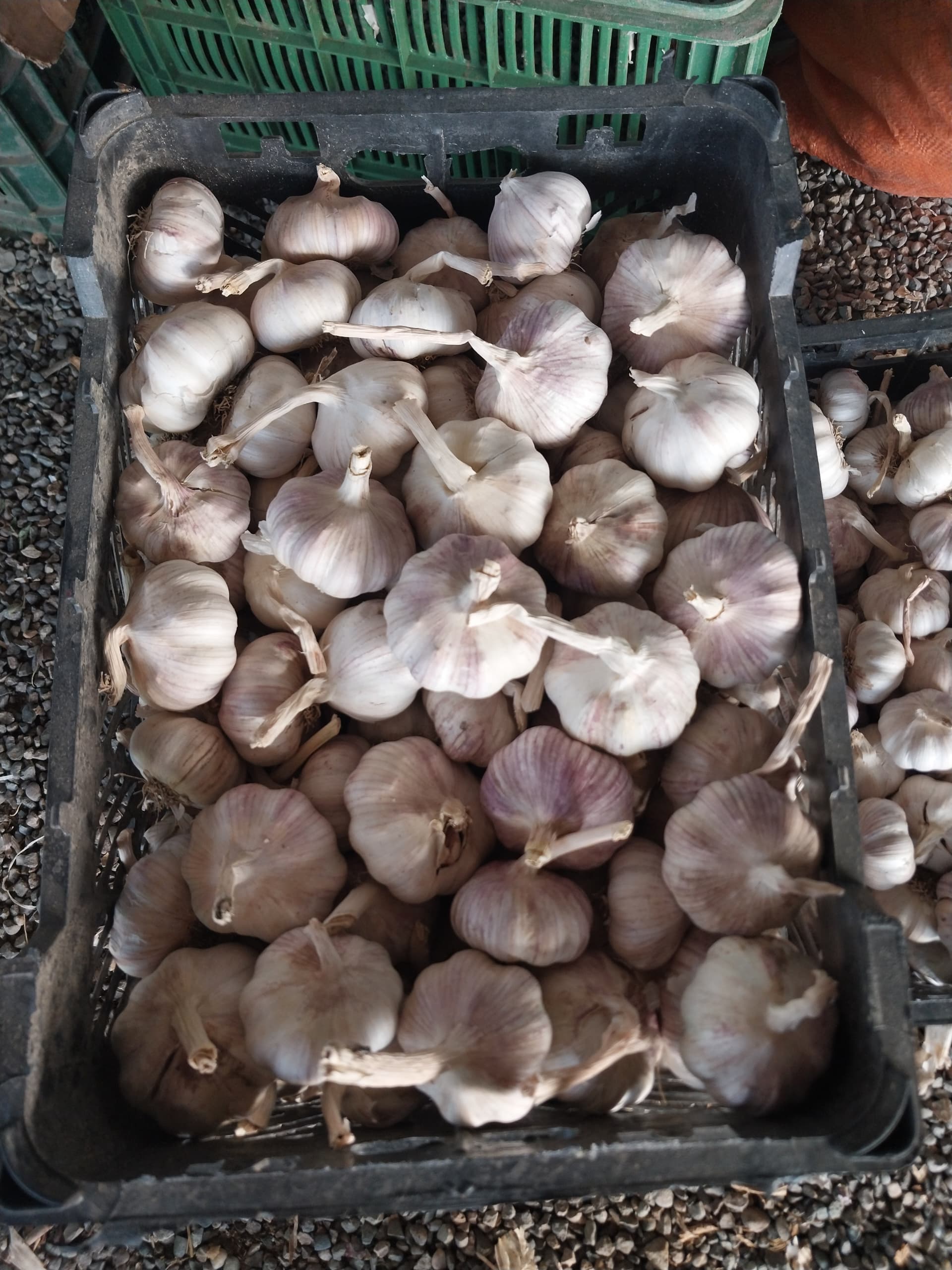 تصویر 1 از سیر قرمز درجه یک خرید