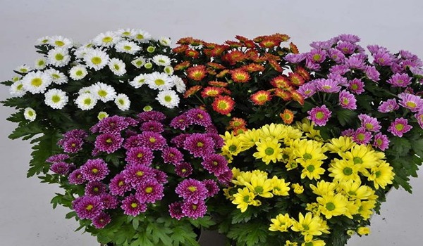 تصویر 3 از فروش عمده و خرده گل شاخه بریده داوودی