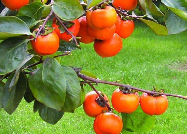تصویر 2 از فروش عمده و ارزان قیمت نهال خرمالو ژاپنی