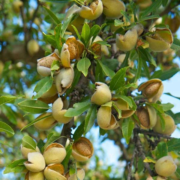 تصویر 3 از خرید باور نکردنی نهال بادام مامایی درجه یک