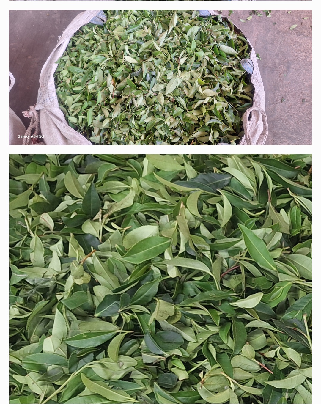 تصویر 2 از قیمت چای گیلان