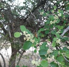 تصویر 1 از قیمت عسل کنار طبیعی + شیشه های ۶۵۰ گرمی