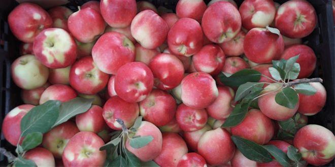 تصویر 2 از خرید و قیمت نهال سیب گلاب بهاره فروش عمده