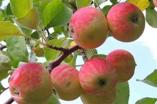تصویر 4 از خرید و قیمت نهال سیب گلاب بهاره فروش عمده