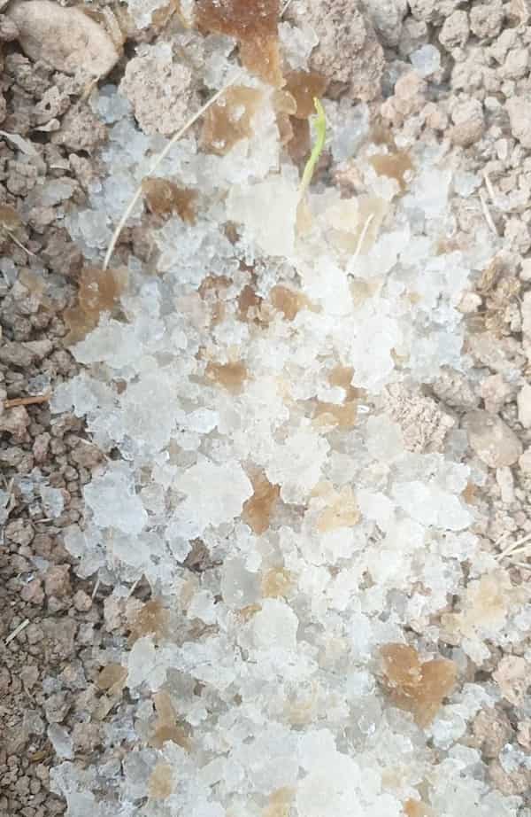 تصویر 2 از فروش عمده هیدروژل کشاورزی صادراتی با جذب بالا