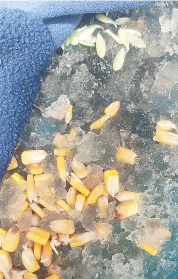 تصویر 3 از هیدروژل کشاورزی قیمت