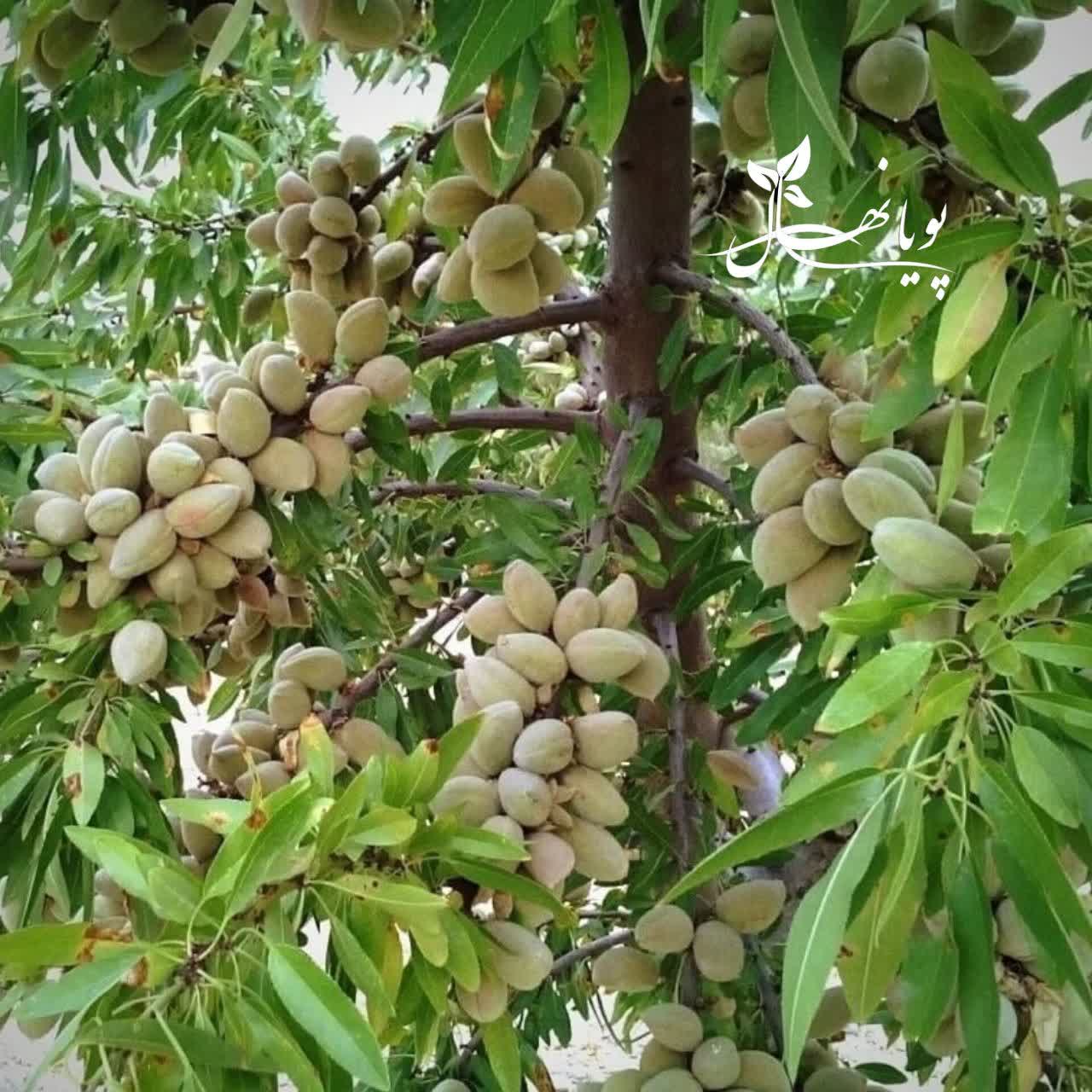 تصویر 1 از قیمت بادام سنگی تازه + فروش عمده