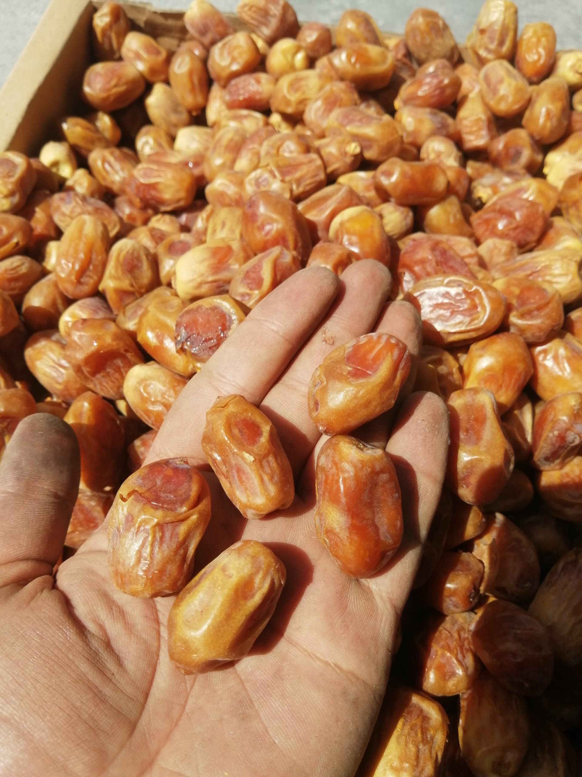 تصویر 1 از قیمت خرما زاهدی کیش + قیمت باور نکردنی