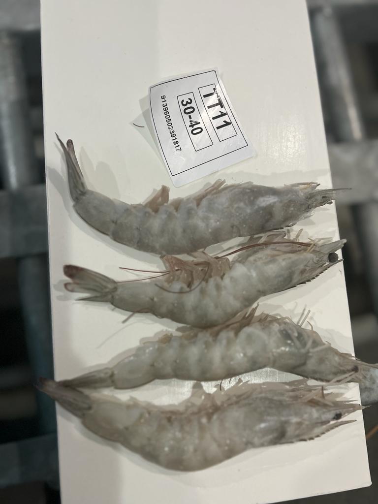 میگو بوشهر + خرید عمده