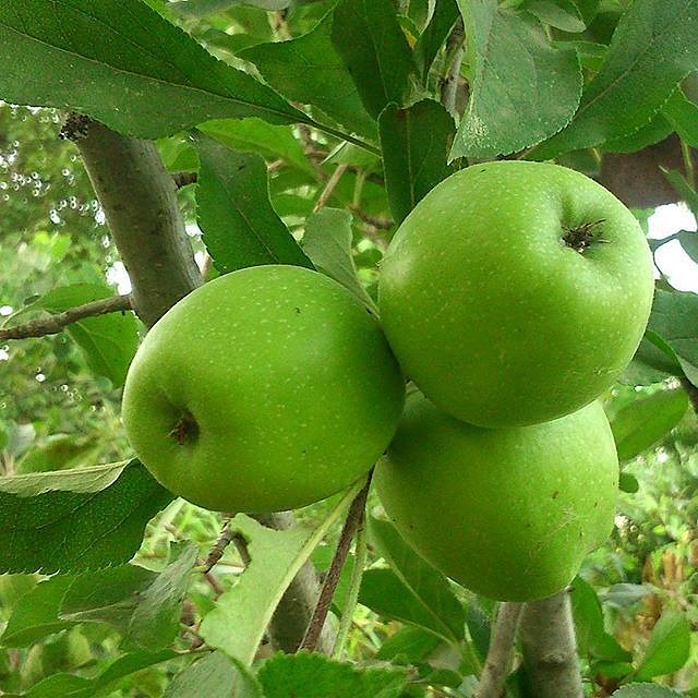 تصویر 4 از فروش سیب سبز فرانسوی تابستانه اشنویه مناسب آبمیوه گیری + فروش عمده
