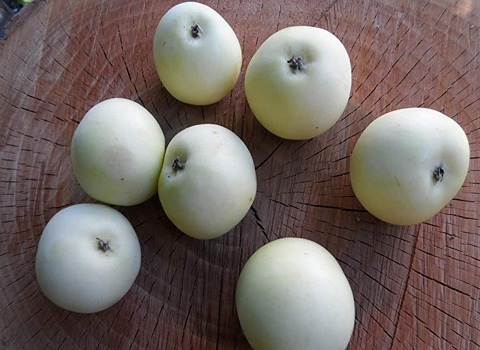تصویر 5 از فروش سیب سفید ارومیه درجه ۱ بازار با کیفیت عالی+  فروش عمده