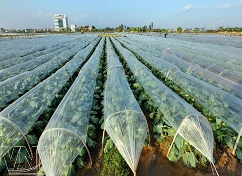 تصویر 1 از نایلون گلخانه ای عرض ۱۲ تهران + خرید به صرفه