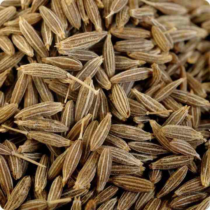 تصویر 1 از خرید زیره سیاه تازه و مرغوب