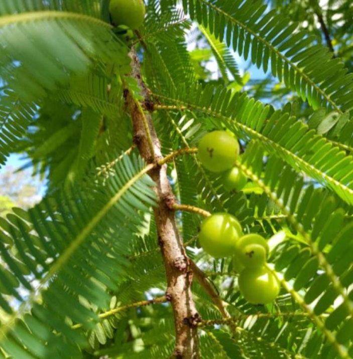 تصویر 4 از خواص گیاه آمله هندی + قیمت خرید