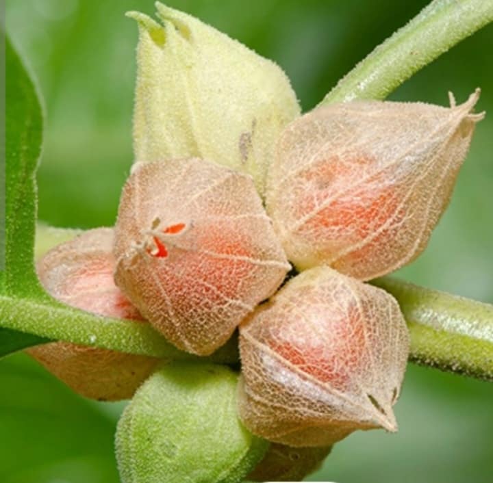 تصویر 3 از خواص بی نظیر آشواگاندا اعلا