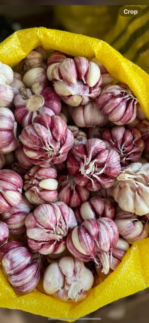 تصویر 2 از سیر قرمز بذری پارس آباد خرید