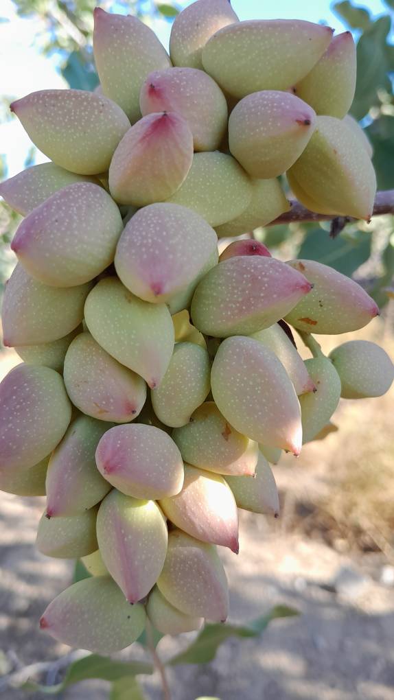 تصویر 3 از قیمت پسته فندقی عمده با کیفیت ارزان + خرید عمده