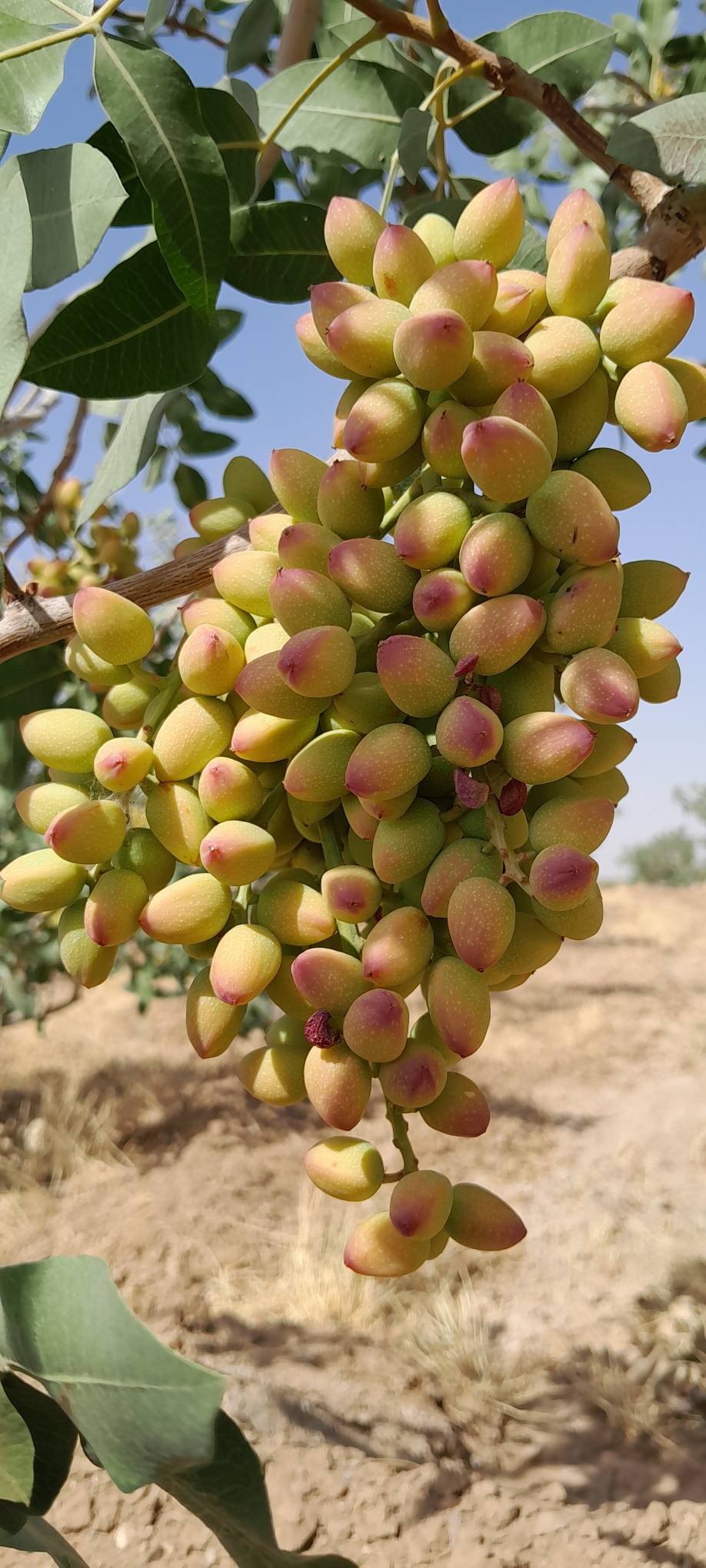 تصویر 2 از فروش پسته فندقی رفسنجان + فروش ارزان