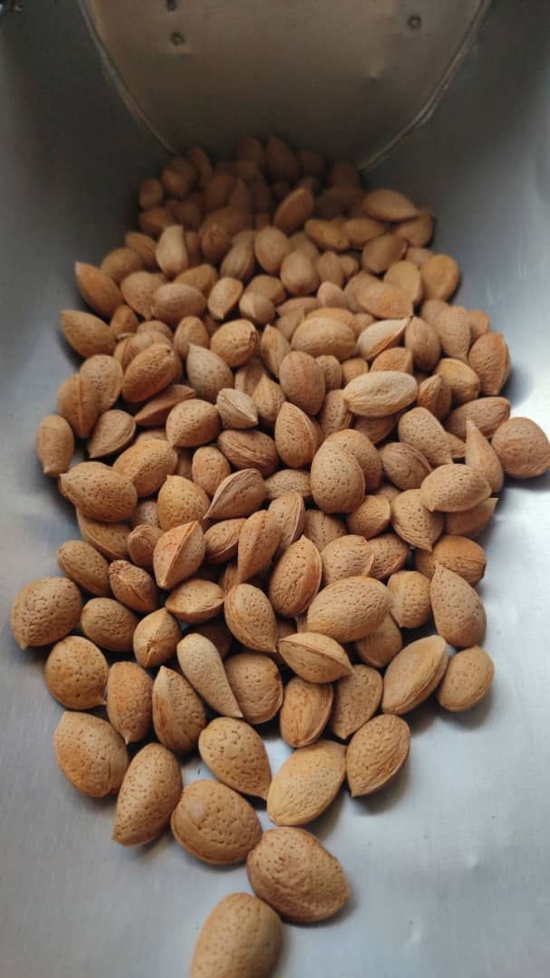 تصویر 2 از قیمت خرید بادام سنگی + عمده وارزان