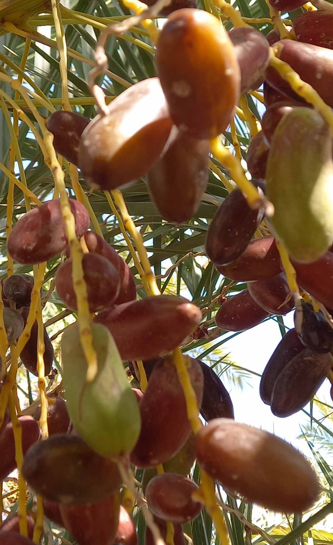 تصویر 1 از قیمت‌ و خرید‌ رطب ربی با کیفیت + فروش‌ عمده و ارزان