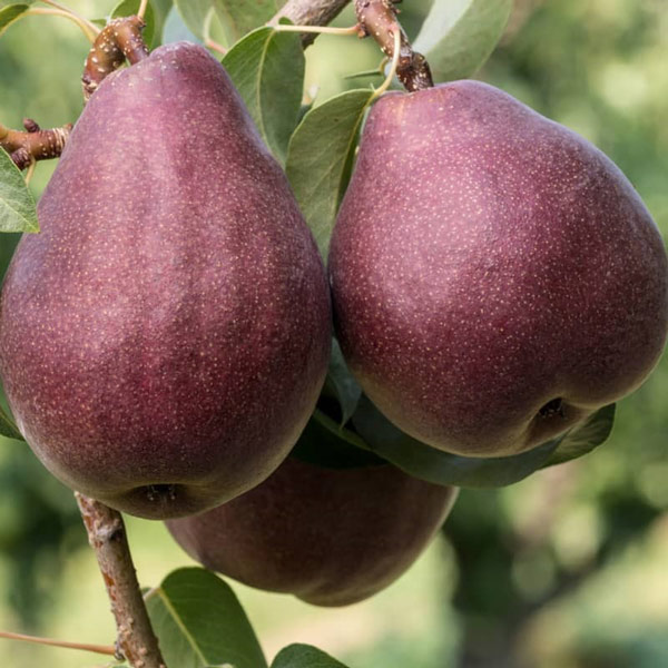 تصویر 1 از قیمت ارزان نهال گلابی ردآنجو + فروش عمده