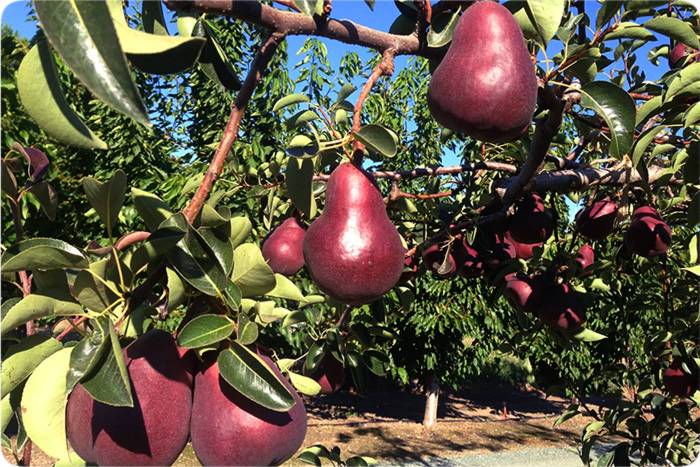 تصویر 2 از قیمت ارزان نهال گلابی ردآنجو + فروش عمده