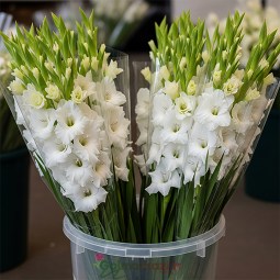 تصویر 3 از قیمت ارزان گل شاخه بریده گلایل