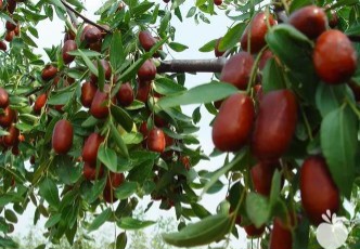تصویر 3 از خرید و قیمت نهال عناب خرمایی