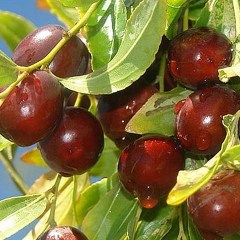 تصویر 1 از خرید و قیمت نهال عناب خرمایی