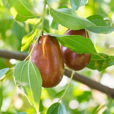 تصویر 2 از خرید و قیمت نهال عناب خرمایی