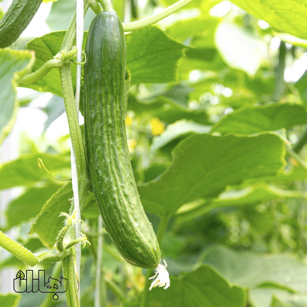 تصویر 3 از قیمت خیار سبز گلخانه ای + خرید