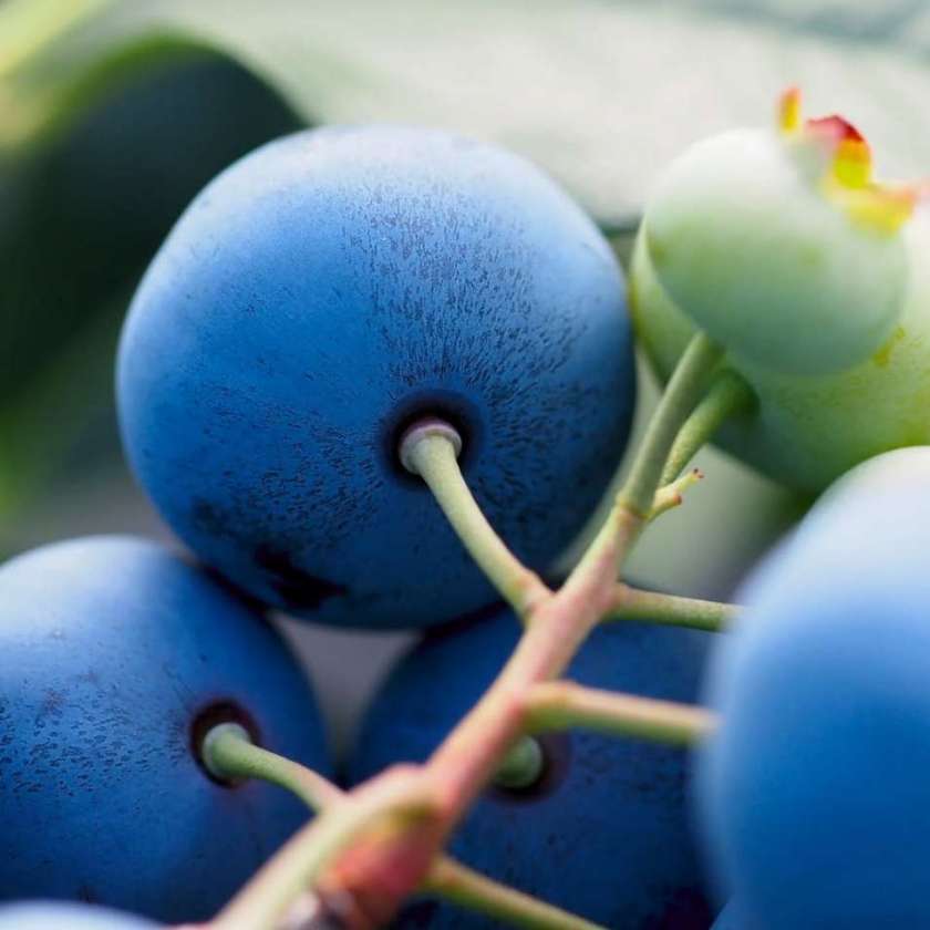تصویر 4 از فروش نهال بلوبری در ساری + بستر کشت تخصصی بلوبری
