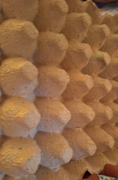 تصویر 1 از شانه تخم مرغ جوجه کشی