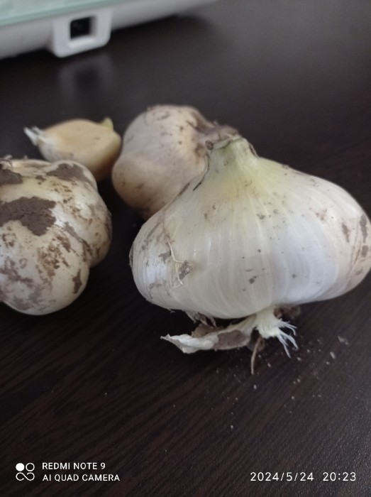 تصویر 1 از موسیر ماست موسیر