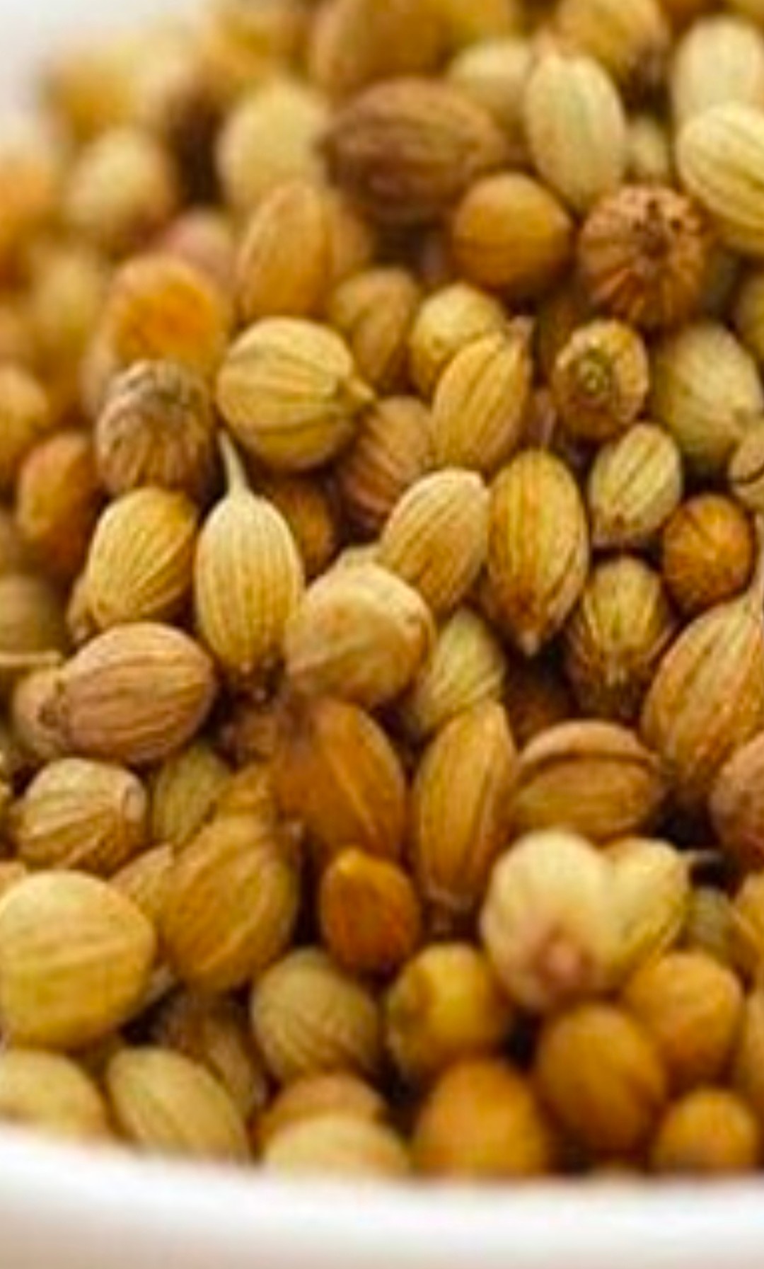 فروش بذر بی همتای گشنیز عمده