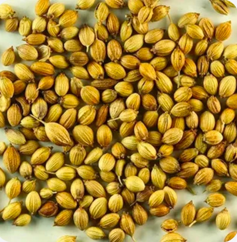 فرش گشنیز عمده بدون محدودیت