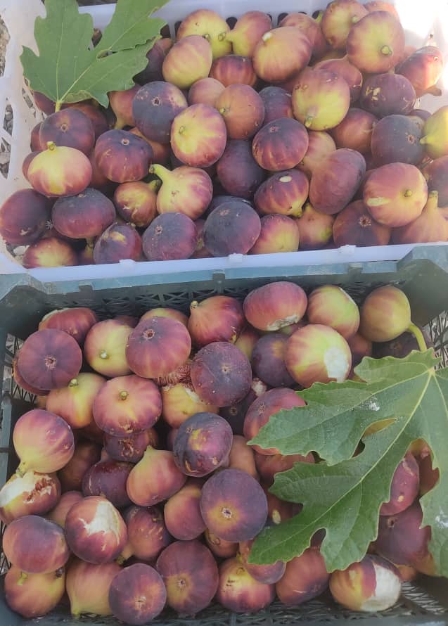 تصویر 1 از خرید انجیر سیاه ارگانیک + قیمت باور نکردنی
