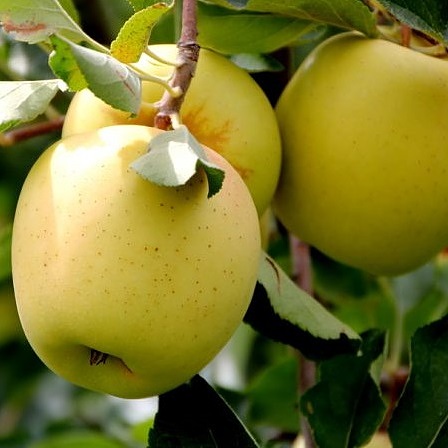 قیمت سیب زرد اعلا + شرایط خرید