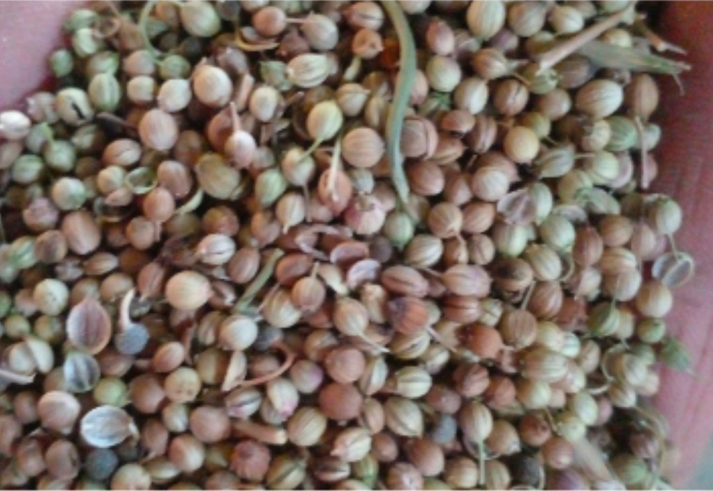 تصویر 2 از خرید عمده بذر گشنیز