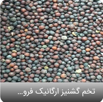 تصویر 1 از عطر و طعم ماندگار در تخم گشنیز خرید اسان