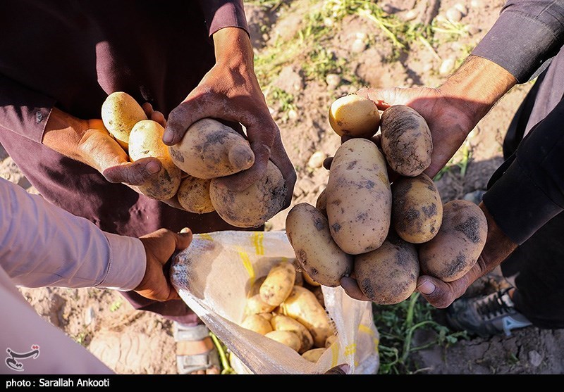 تصویر 1 از پخش عمده سیب‌ زمینی تازه در سراسر ایران